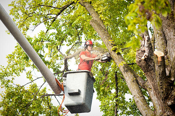 Best Hazardous Tree Removal  in Columbia, PA